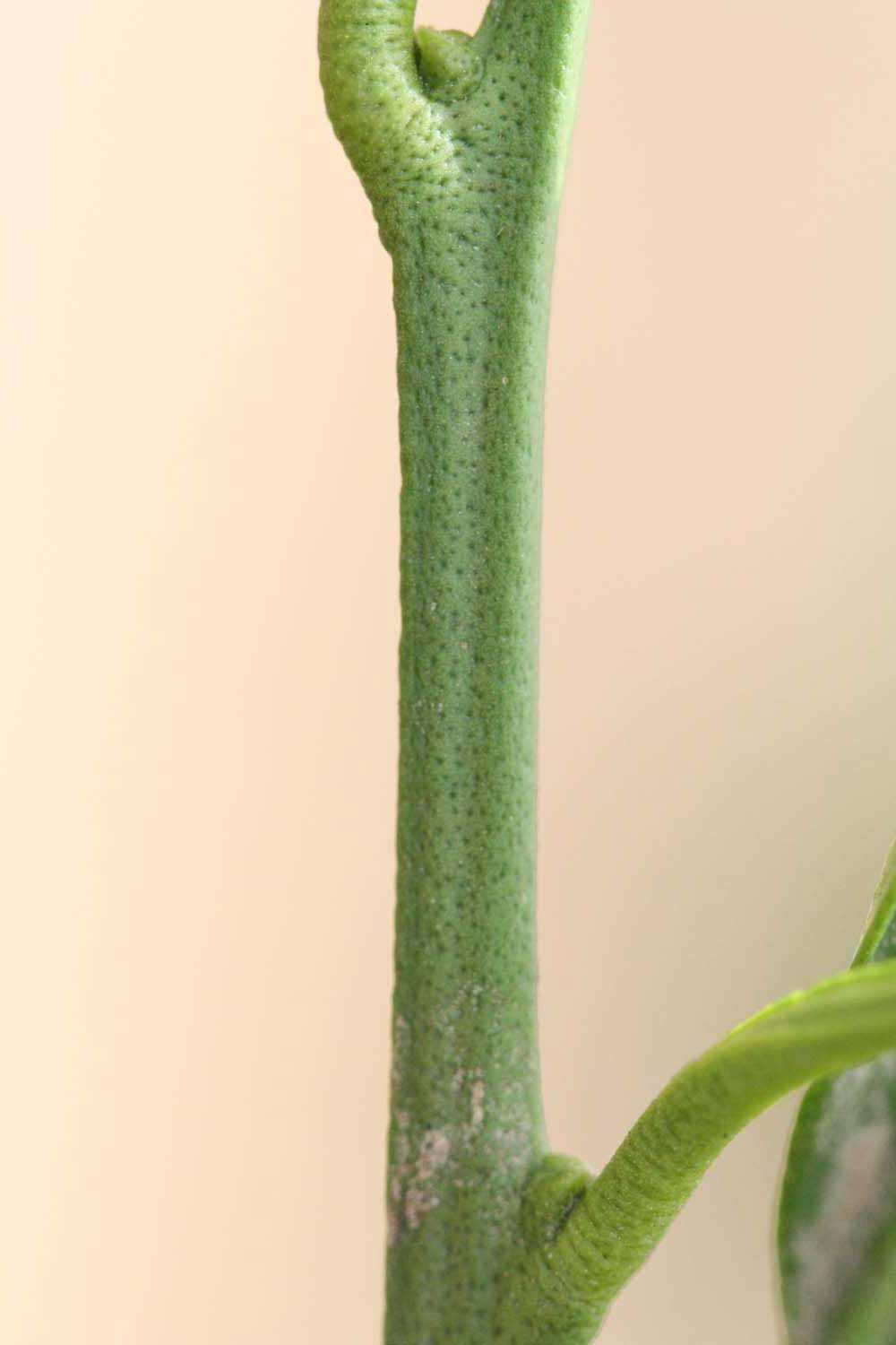            First year twig (Riverside, CA)   